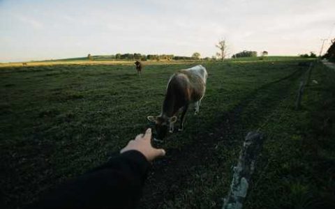 八角树苗北方可以种吗 八角树苗能否适应皖南地区的气候条件