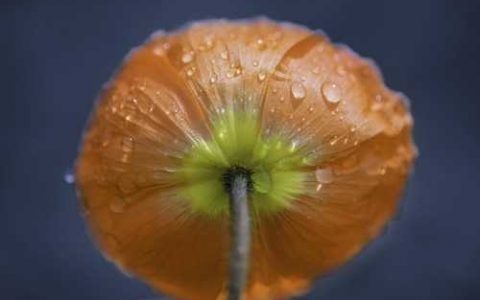 什么是无土栽培技术，无土栽培技术的种类