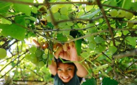 什么是有机肥料常用的有机肥料有哪些