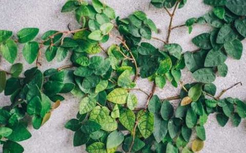 冀薯26品种好吃否 适合河北种植的红薯品种