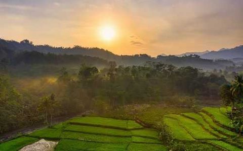 令箭荷花的意义 令箭荷花的种类