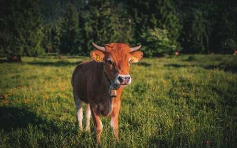 低洼田种植莲藕技术要点有哪些 低洼田种植莲藕技术要点