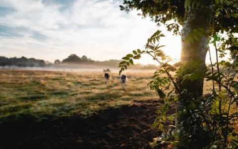 冬季大棚内种植的辣椒如何管理呢 冬季大棚内种植的辣椒如何管理