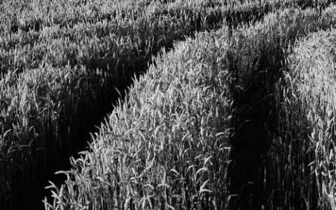 作物施肥为何要抓好两个关键期的工作 施肥的两个关键时期