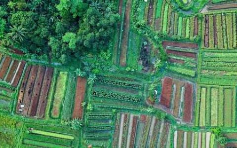 关于石蛙的防病和治病问题有哪些 关于石蛙的防病和治病问题及答案