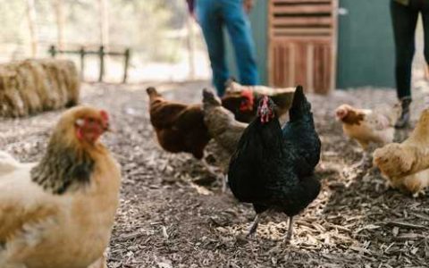 LS838玉米种子介绍 ls838玉米种鲁审吗