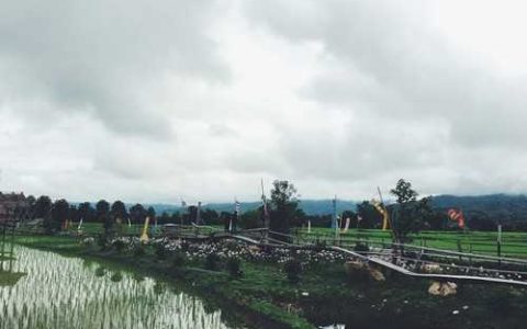 农药呋喃丹怎么用 草莓上的蚜虫用什么药怎么治