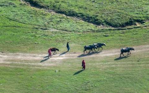 什么病害，专家们，谢谢了