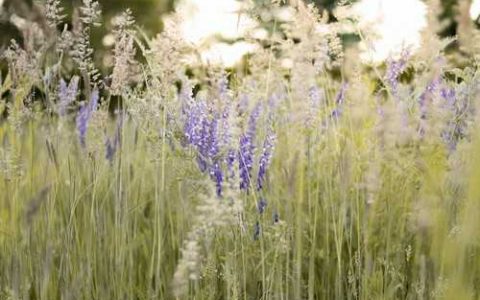 冬瓜叶斑病害 冬瓜叶斑病防治方法