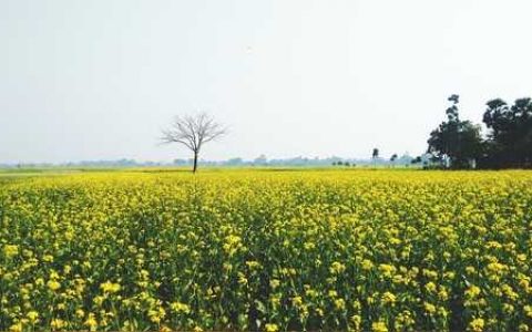 养的绿萝为什么不长叶子 养的绿萝为什么不长根