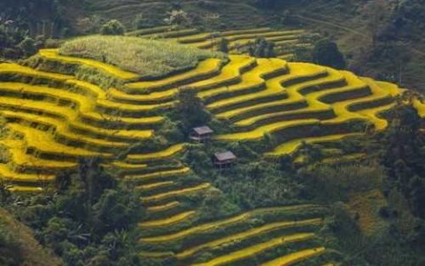 农康丽丰无籽西瓜品种好不好