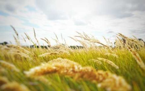 冬瓜植株调整技术有哪些 冬瓜植株调整技术教案