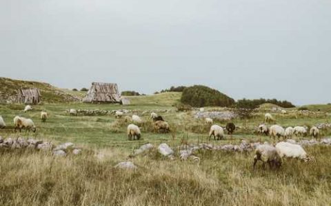仙人柱作用 仙人柱烂根救治方法