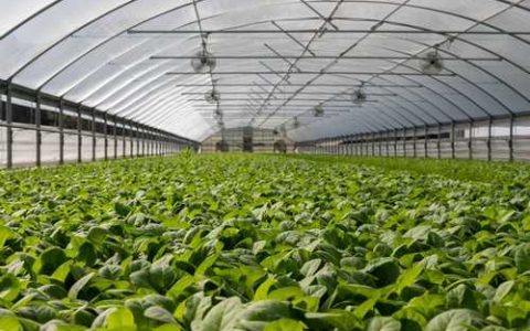 冬季移栽枣树及管理 温棚冬枣幼树温度怎样管理