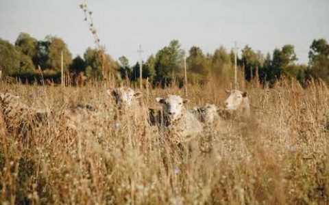 全株玉米如何储存，全株玉米青贮技术