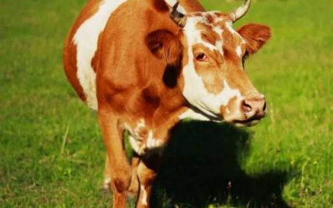 农药混合使用的原则 全部农药不能混配大全