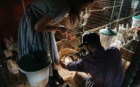 冬枣种子怎么种 枣子种子怎么催芽