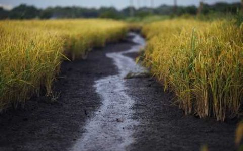 兰花不香是什么原因 兰花开花不香是什么原因