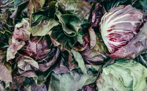 冬天蟹爪兰部分叶片发红怎么回事啊 蟹爪兰叶片发红什么原因