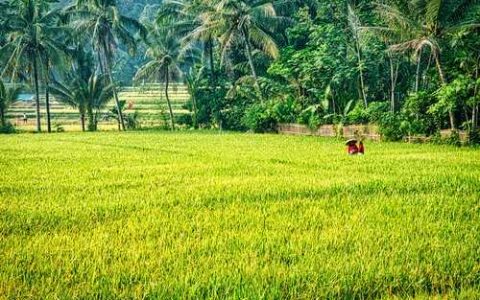 冬天多肉多长时间浇一次水 秋天多肉多长时间浇一次水