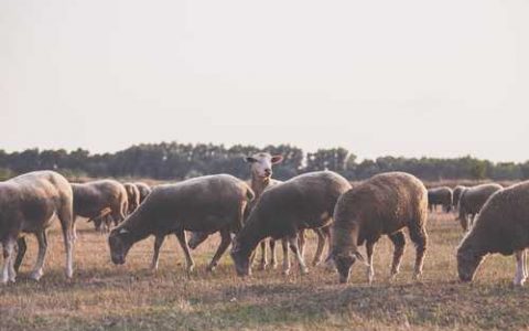 利丰1号西瓜品种好不好种 利丰4号西瓜