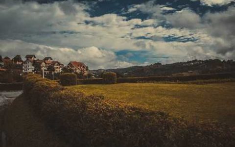 判断草莓苗成活方法的标准 判断草莓苗成活方法有哪些