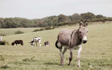 利丰3号西瓜品种好不好种 利丰3号西瓜品种好不好卖