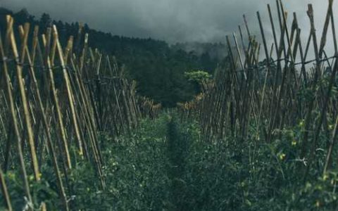 千美5号甘蓝品种好不好