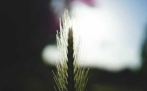 冬季白萝卜什么时候收获 白萝卜几月份收获