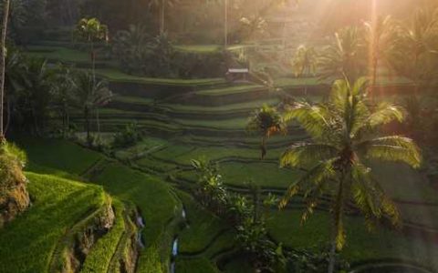 单生理想52辣椒品种好不好