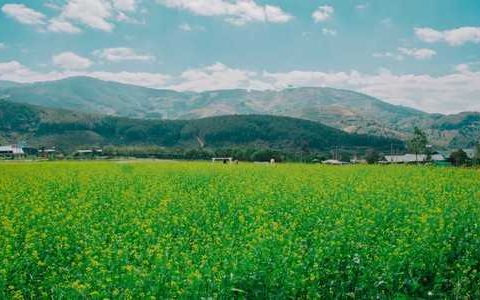 八月瓜可以在家里种吗 八月瓜可以在家里种吗怎么种