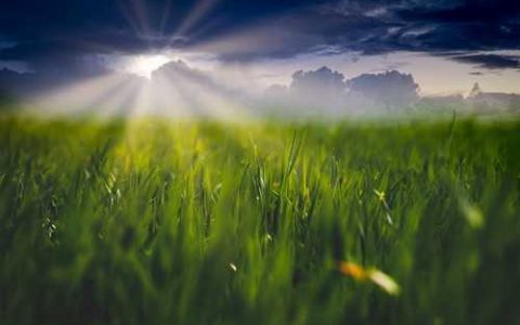 克伦生葡萄保存方法 克伦生葡萄冷藏温度