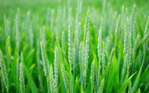 冶炼厂边种植什么作物好