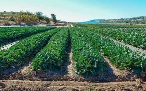 农药和叶面肥混用应注意事项是什么 农药和叶面肥混用应注意事项是