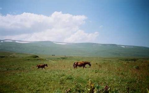 兰花叶片卷边 在画兰花叶片扭曲的部分时