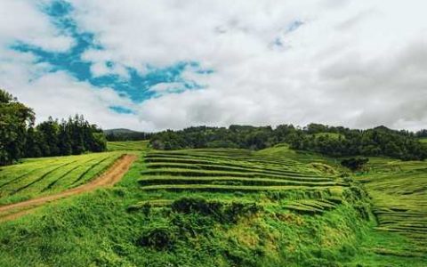 南红梨品种 南红梨品种介绍大全
