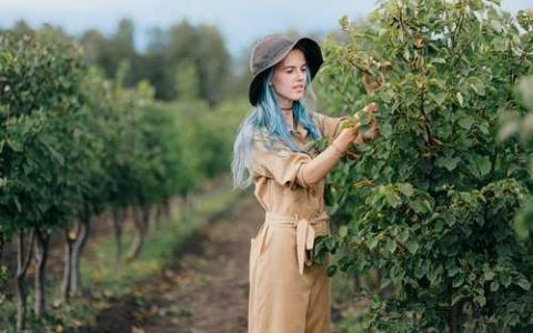 印度红莲雾品种好不好看 印度红莲雾品种好不好养