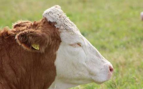 农药药害怎样解决 农药防治的危害