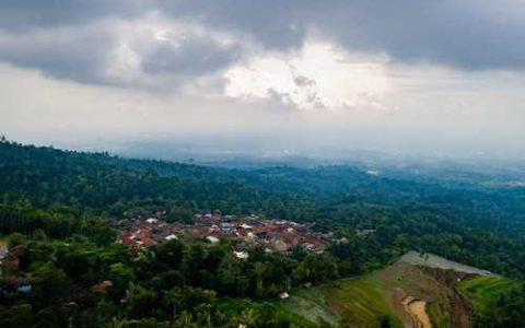 兰草和兰花的区别是什么 兰草和兰花的区别在哪里