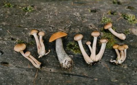 天冬炒大白菜的做法 怎么做好吃